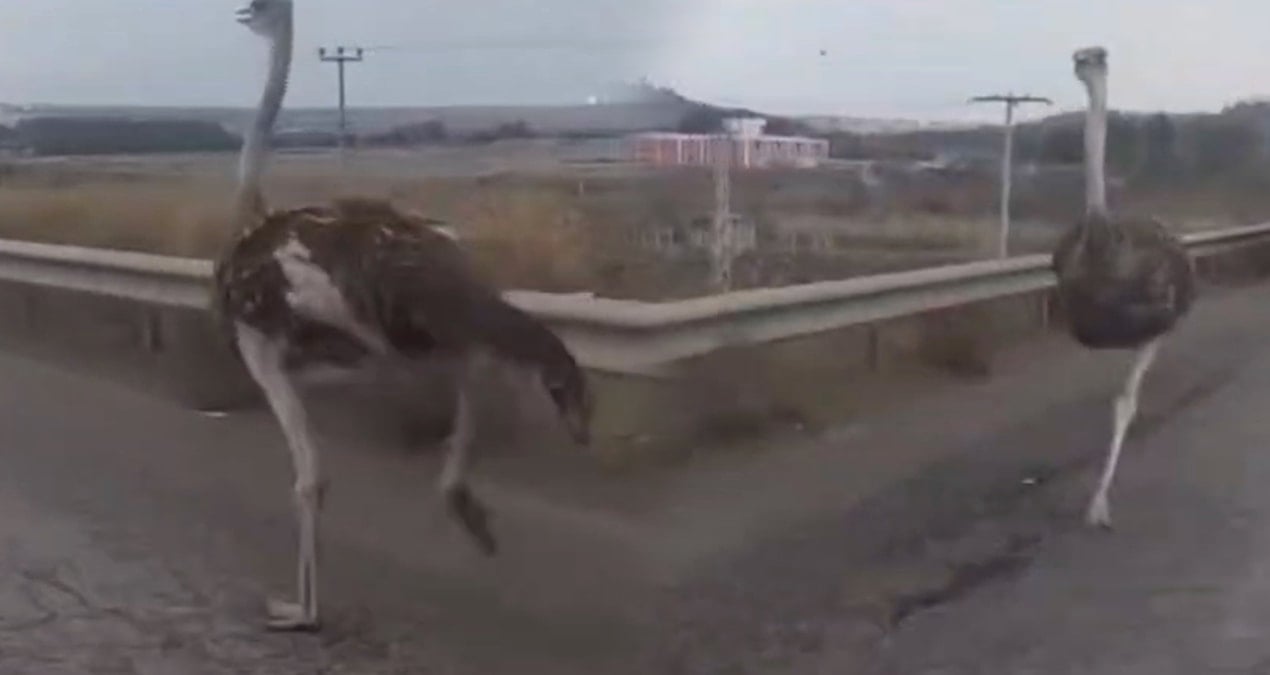 Firari deve kuşu sürücülere zor anlar yaşattı