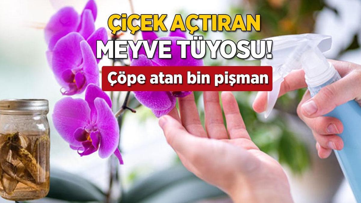 Orkideye pıtır pıtır çiçek açtıran tüyo! Kabuğu işe yarıyor, çöpe atan bin pişman